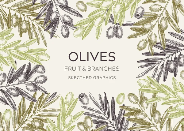 Szkicowane Gałązki Drzew Oliwnych Ramki Projektu Ręcznie Rysowane Owoce Liście — Wektor stockowy