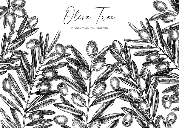 オリーブの枝の背景 ヴィンテージスタイルで葉や果物のスケッチとベクトルバナーデザイン 野菜油成分イラストは白で隔離されています 印刷や包装のためのオリーブ植物テンプレート — ストックベクタ