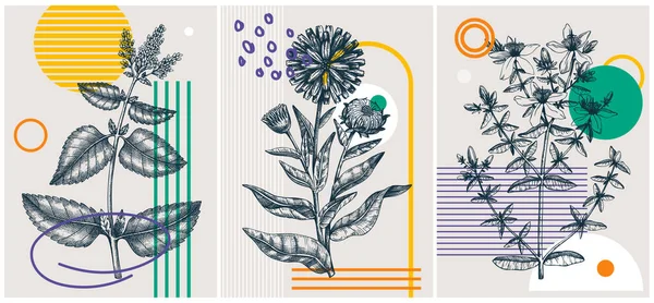 コラージュスタイルの夏のハーブのベクトルイラスト 手描きの花のバナーセット 植物要素と幾何学的な形状を持つトレンディなデザイン スケッチプリント ポスター カード ウォールアートのためのエレガントなハーブ — ストックベクタ