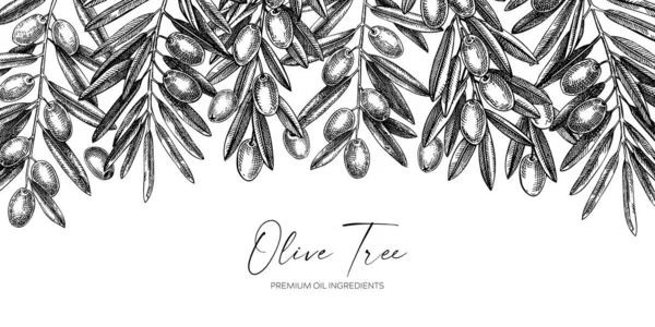 Vector Olive Branch Border Design Χαραγμένο Στυλ Χειροποίητα Κλαδιά Φύλλα — Διανυσματικό Αρχείο
