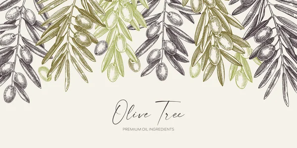 Olive Branch Background Color Vector Banner Design Leaves Fruits Sketches — Stock Vector