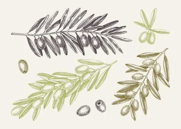 Kézzel Rajzolt Olajág Levelek Gyümölcs Vázlatok Gyűjtemény Színe Olive Gallyak — Stock Vector