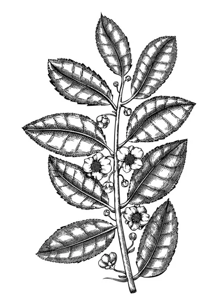 Ilustración Botánica Camellia Sinensis Con Flores Hojas Vector Bosquejo Dibujado — Vector de stock