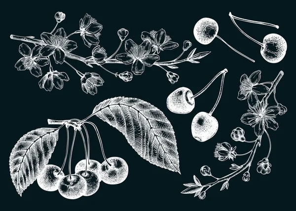 Ręcznie Rysowane Drzewo Owocowe Ilustracja Tablicy Stare Rysunki Kwiatów Wiśni — Wektor stockowy