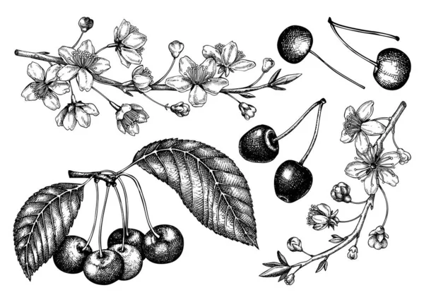 Ručně Kreslené Ovocné Stromy Ilustrace Izolované Bílém Pozadí Ročníkové Kresby — Stockový vektor