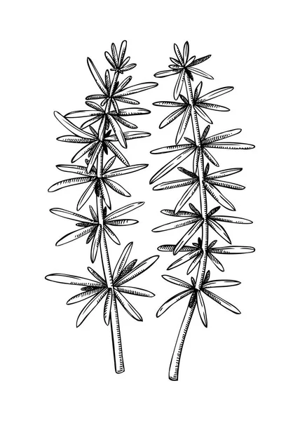 손으로 Sargassum Fusiform 스케치 식물은 배경에 분리되어 수있는 바닷말 머리에 — 스톡 벡터