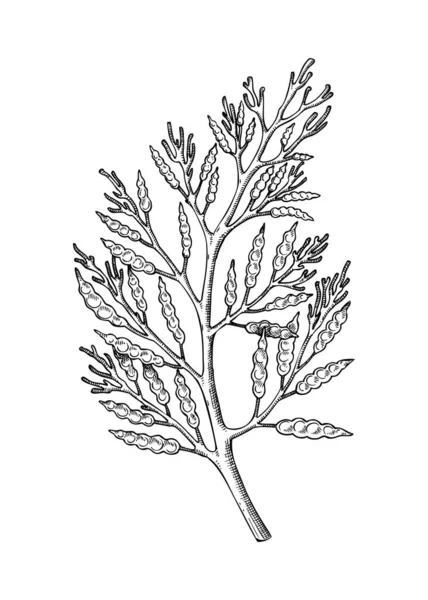 手绘Cystoseira草图 在白色背景上孤立的食用海草绘图 褐藻病媒食物图解 健康食品配料的雕刻风格 — 图库矢量图片