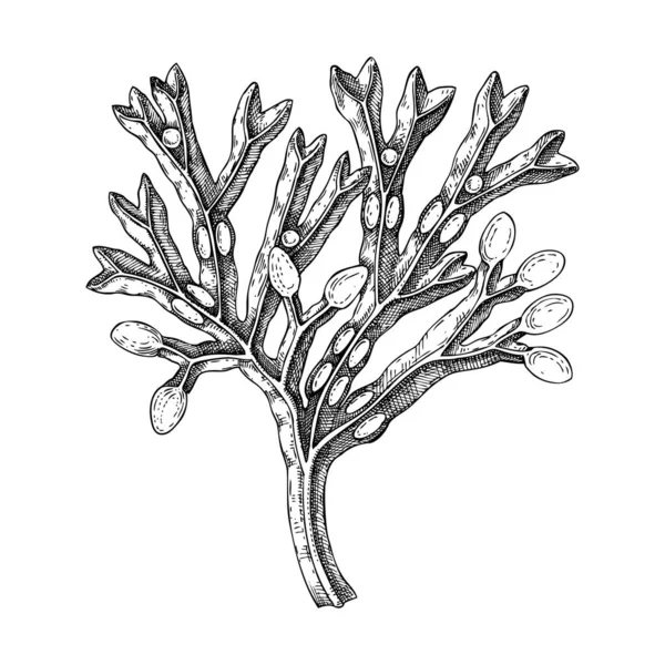 Hand Drawn Bladder Wrack Sketch Red Fucus Edible Seaweed Drawing — Stock Vector