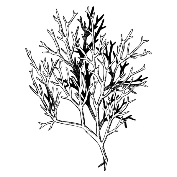 Hand Drawn Red Aglae Ogonori Sketch Gracilaria Edible Seaweed Drawing — Stock Vector
