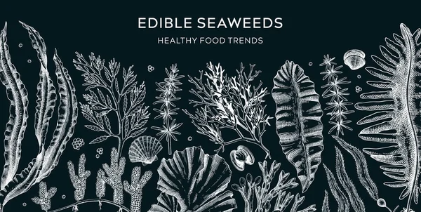 Edible Seaweed Banner Chalkboard Healthy Food Ingredients Background Hand Drawn — Stock Vector