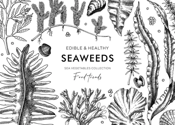 수있는 바닷말의 배경에는 손으로 채소들 와카메 해조류 프레임 스케치 스타일 — 스톡 벡터