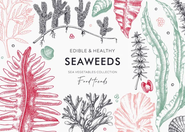 Edible Seaweed Background Hand Drawn Sea Vegetables Kelp Kombu Wakame — Stock Vector