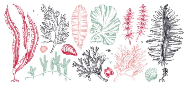 Poživatelná Sbírka Mořských Řas Barvě Ručně Kreslená Mořská Zelenina Řasa — Stockový vektor