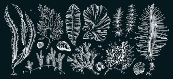 Edible Seaweed Collection Chalkboard Hand Drawn Sea Vegetables Kelp Kombu — Stock Vector