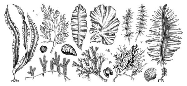 Legumes Marinhos Desenhados Mão Kelp Kombu Wakame Hijiki Nori Umi — Vetor de Stock