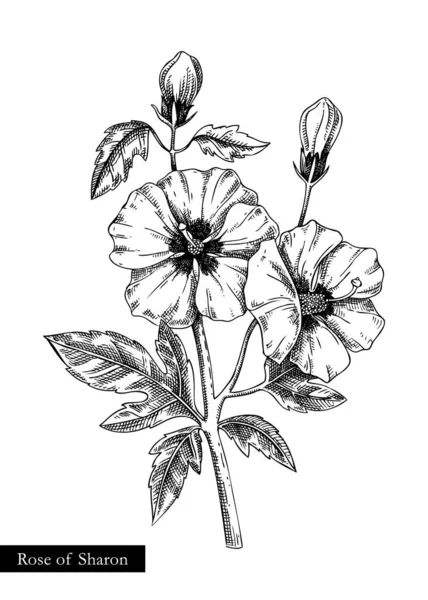 Ilustrasi Vektor Rose Sharon Gambar Tangan Sketsa Bunga Musim Panas - Stok Vektor