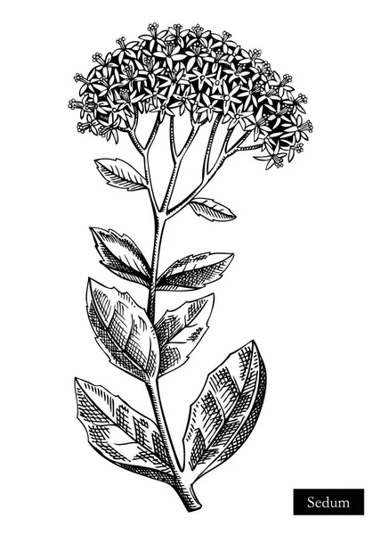 Ilustrasi Vektor Sedum Gambar Tangan Sketsa Bunga Musim Panas Stonecrops - Stok Vektor