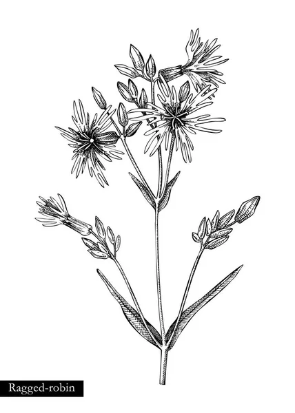 Illustration Vectorielle Ragged Robin Esquisse Fleurs Été Dessinée Main Dessin — Image vectorielle