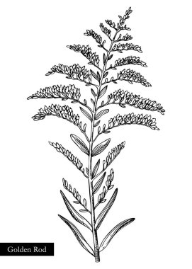 Goldenrod vektör çizimi. El çizimi yaz çiçeği skeci. Yaban çiçeği çizimi beyaz arka planda izole edilmiş. Çayır ya da savana çiçekleri. İşlenmiş biçimdeki çiçek tasarımı ögesi