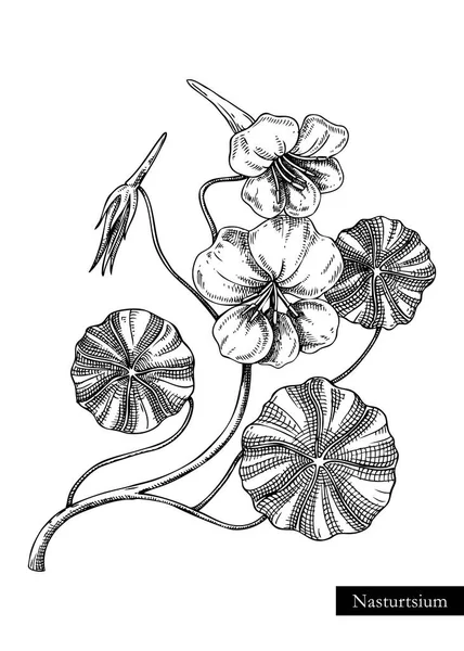 Nasturtium Vector Illustration Hand Drawn Summer Flower Sketch Wildflower Drawing — Stock Vector