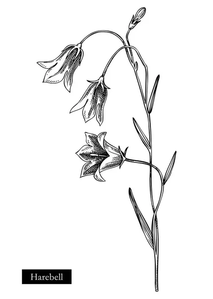 Harebell Vektor Illusztráció Kézzel Rajzolt Bluebell Nyári Virág Vázlat Vadvirág — Stock Vector