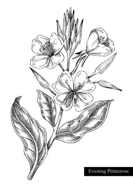 Avond Primrose Vector Illustratie Met Hand Getekend Zomerbloem Schets Wildbloem — Stockvector