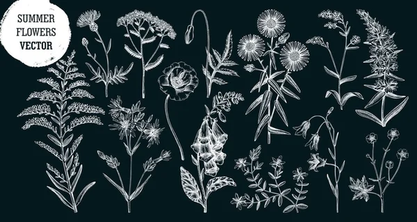手描きの夏の花のスケッチコレクション チャルコールに描かれた野花のドローイング ハーブ 牧草地や森林の開花植物 エングレービングスタイルに設定した花のデザイン要素 — ストックベクタ