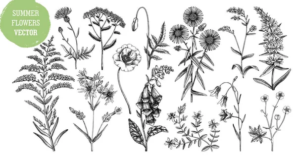 手描きの夏の花のスケッチコレクション 白い背景に孤立した野生の花の図面 ハーブ 牧草地や森林の開花植物 エングレービングスタイルに設定した花のデザイン要素 — ストックベクタ