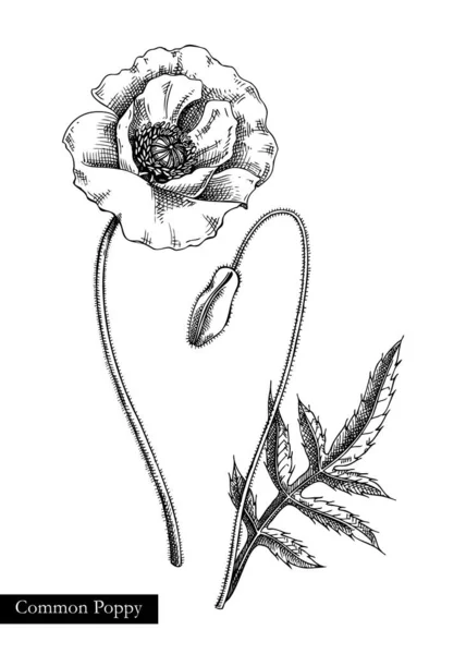 红罂粟病媒说明 手绘夏花素描 在白色背景上孤立的野花画 草场或林地开花植物 雕刻风格的花卉设计元素 — 图库矢量图片