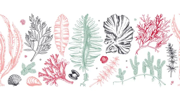 色で可能な海藻シームレスなパターン 手描きの海野菜 わかめ ひじき スケッチスタイルで水中藻類リボン アジア料理のメニューや健康的なフードデザイン — ストックベクタ