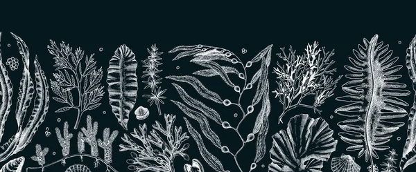 Edible Seaweed Seamless Pattern Chalkboard Hand Drawn Sea Vegetables Kelp — Stock Vector