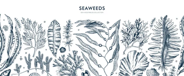 경계는 스케치 스타일로 표시된다 와카메 아일랜드 수있는 해조류없는 식물의 — 스톡 벡터