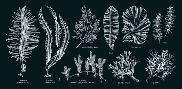 Illustrations Vectorielles Algues Dessinées Main Légumes Mer Dessinés Main Varech — Image vectorielle