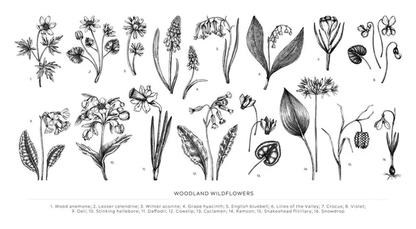 手描きの春の花ベクトルセット 森林の野草の植物イラスト カウスリップ ブルーベル ブドウヒヤシンス ヘレボア フリル および白の背景に隔離された紫色のスケッチ — ストックベクタ