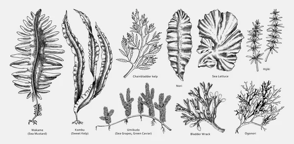 Handgezeichnete Algenvektorillustrationen Handgezeichnete Schwarze Umrisse Von Meeresgemüse Kelp Wakame Kombu — Stockvektor