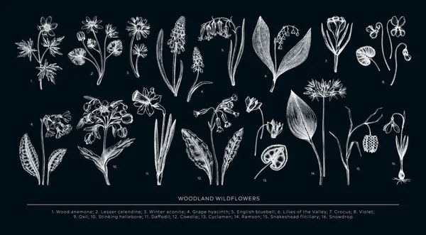 手描きの春の花ベクトルセット 森林の野草の植物イラスト ヴィンテージカウスリップ ブルーベル ブドウヒヤシンス ヒールボール フリル およびチャークボード上のバイオレットスケッチ — ストックベクタ