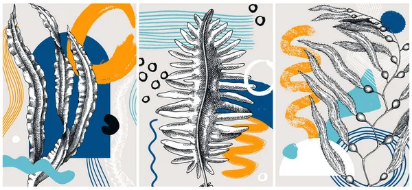 科拉格式海藻病媒图解 水底植物彩绘横幅 时尚的植物元素和几何形状的设计 用于素描海报 卡片和墙面艺术的精美海藻 — 图库矢量图片