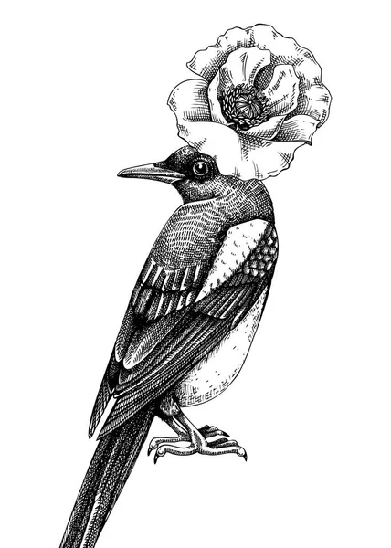 スケッチスタイルでカササギと芸術的なイラスト 鳥やケシの花で手描きのデザイン 野生生物ベクター描画 ポスター カード ソーシャルメディアの投稿 ウォールアートに最適です — ストックベクタ
