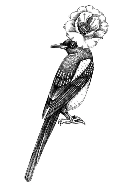 Художественная Иллюстрация Сорокой Стиле Эскиза Ручной Рисунок Птицей Цветком Мака — стоковый вектор
