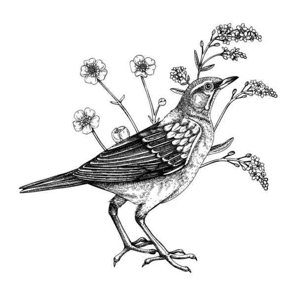Çizim Tarzında Çizilmiş Kaşlı Ardıç Kuşu Vektör Yaban Hayatı Illüstrasyonu — Stok Vektör