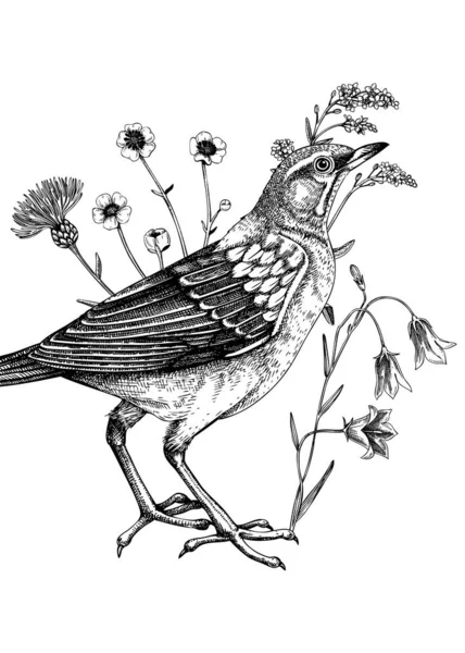 スケッチスタイルで眉をスロースケッチ ベクトル野生動物イラスト 自然プリント 壁アート ポスター カード 壁アートのための鳥や夏の野花と創造的なデザイン — ストックベクタ
