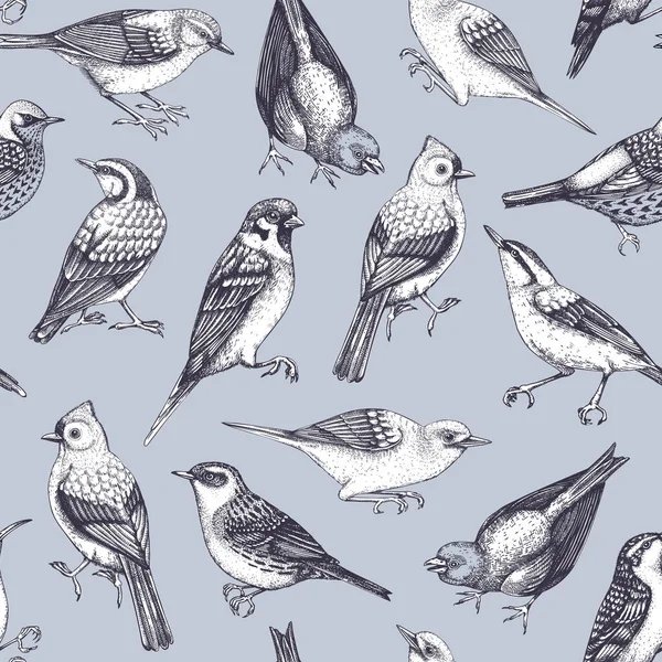 Hand Drawn Birds Seamless Pattern Engraved Style Backyard Songbirds Eyebrowed — Stockvektor