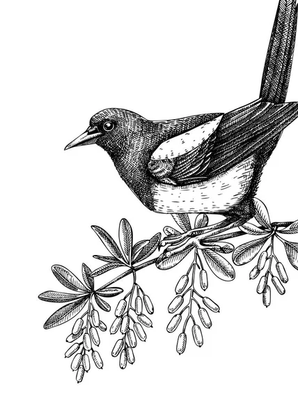 カササギのベクトル図 大麦の枝を持つ手描きの鳥 ボタニカの要素とヴィンテージデザイン ポスター カード ソーシャルメディアに最適です — ストックベクタ