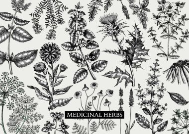 Klasik şifalı bitkiler. Aromatik bitkiler, tıbbi çiçekler, parfüm ve kozmetik ürünler, eskiz tarzında bitkisel çay malzemeleri. Vektör paneli tasarımı, yazdırma, etiketleme