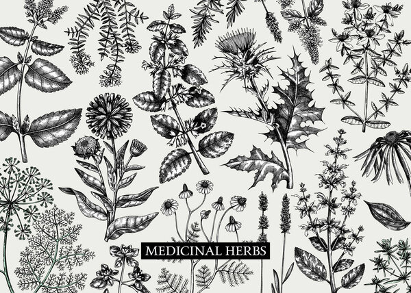 Vintage herbs background. Aromatic plants, medicinal flowers, perfume and cosmetic products, herbal tea ingredients in sketch style. Vector banner design, print, label