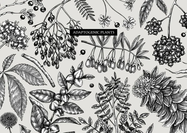 Adaptogene Pflanzen Hintergrund Skizzenstil Gezeichnete Heilkräuter Unkraut Beeren Blätter Perfekt — Stockvektor
