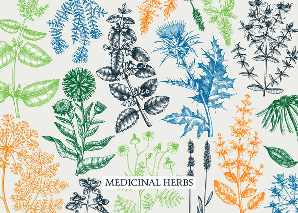 Vintage herbs background in color. Aromatic plants, medicinal flowers, perfume and cosmetic products, herbal tea ingredients in sketch style. Vector banner design, print, label