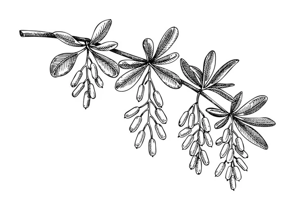 Декоративный Осенний Набросок Растения Рисунок Ветки Барбарис Ручной Рисованный Ботанический — стоковый вектор