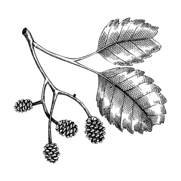 Decorative Autumn Leaf Sketch Alder Foliage Cones Drawing Hand Drawn — Stock Vector