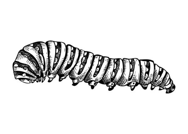 Illustrazione Schizzata Del Bruco Farfalla Disegnata Mano Schizzo Metamorfosi Insetto — Vettoriale Stock